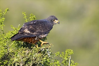 Rock Buzzard, (Buteo rufofuscus), Addo Elephant National Park, Addo, Western Cape, South Africa,