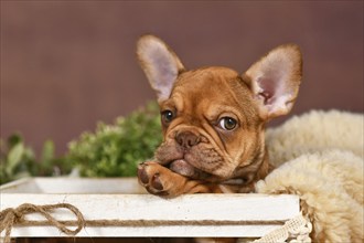 Cute Mocca French Bulldog dog puppy in box in front of brown background