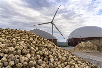 Biogas plant produces gas from various biomass, here the sugar beet storage, the electricity is