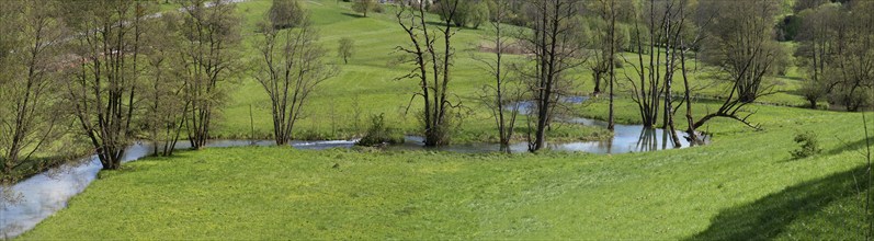 Meandering Truchbach stream with withered black alder (Alnus glutinosa) flowing through a meadow,