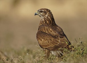 Steppe buzzard (Buteo buteo), portrait, Catalonia, Pyrenees, Spain, Europe