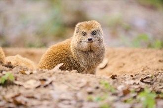 Ethiopian dwarf mongoose (Helogale hirtula) sitting on the ground, Bavaria, Germany, Europe