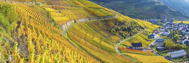 Vineyards in autumn, Mayschoß, Ahr valley, red wine of the Pinot Noir and Portugieser grape is