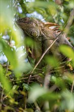 Green iguana (Iguana iguana) between leaves, Tortuguero National Park, Costa Rica, Central America