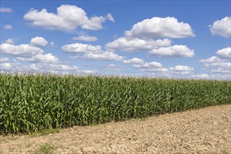 Symbolic image, renewable energies, maize plants, biogas plant, feed maize, maize cobs, clouds,