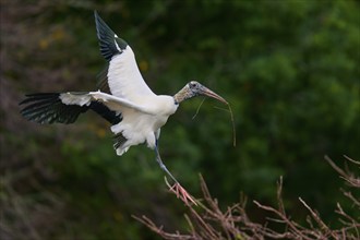 Wood Stork (Mycteria americana), flies through a wooded area holding a stick in its beak,