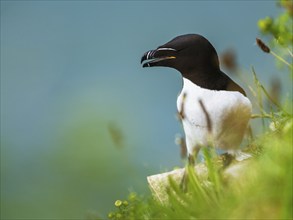 Razorbill, Alca Torda, birds on cliffs, Bempton Cliffs, North Yorkshire, England, United Kingdom,