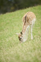 European fallow deer (Dama dama) hind standing on a meadow, tirol, Kitzbühel, Wildpark Aurach,