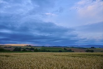 Wide wheat field (Triticum), in front of a hilly landscape under a cloudy sky at dusk, summer,