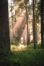 A tree house is enveloped by sunbeams shining through the trees of a dense forest, Calw, Black