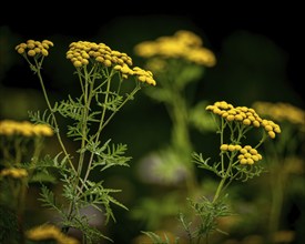 Nature, plant, wild plant, golden sheaf, Achillea filipendulina