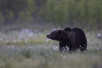 Brown bear (Ursus arctos) in the Finnish taiga, Kuusamo, Finland, Europe