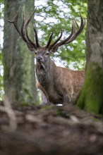 Red deer (Cervus elaphus), Vulkaneifel, Rhineland-Palatinate, Germany, Europe