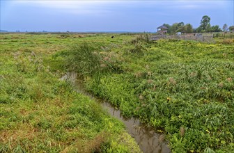 A side arm in the riverbed of the Narew in the Narew National Park, Narwianski Park Narodowy, in