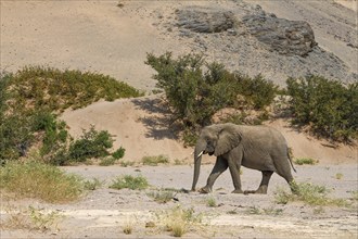 Desert elephant (Loxodonta africana) in front of a dune in the Huab dry river, Damaraland, Kunene