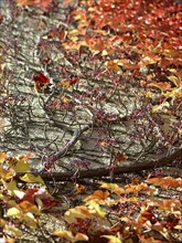 Wild Vine (Parthenocissus quinquefolia) on a house wall, autumn atmosphere, Munich, Bavaria,