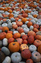 Various ornamental pumpkins, pumpkins, Ludwigsburg, Baden-Württemberg, Germany, Europe