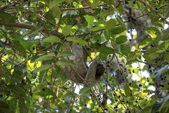 Brown-throated sloth (Bradypus variegatus) foraging in a tree