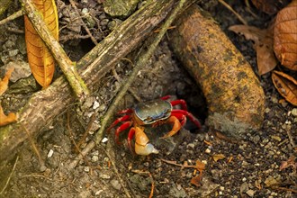 Harlequin crab (Cardisoma armatum), Manuel Antonio National Park, Puntarenas district, Costa Rica,