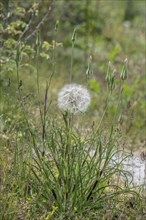 Meadow salsify (Tragopogon pratensis), Mecklenburg-Western Pomerania, Germany, Europe