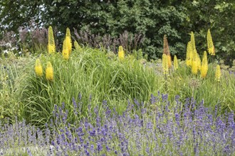 Flower bed with foxtail lilies (Eremurus), Rostock, Mecklenburg-Vorpommern, Germany, Europe