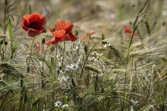 Poppy flower (Papaver rhoeas) in a grain field, Mecklenburg-Western Pomerania, Germany, Europe