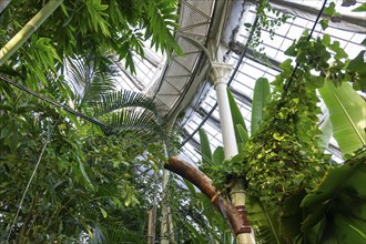 View through green canopy up to a decorative glass roof structure, historic greenhouse, Palm House,