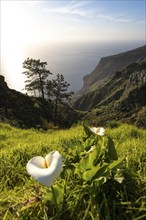 White blossom of a calla, evening mood, green coastal landscape on a steep cliff, sea and coast,