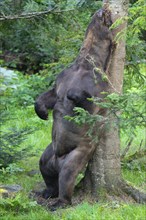 Brown bear (Ursus arctos) rubbing his back on a tree, Germany, Europe