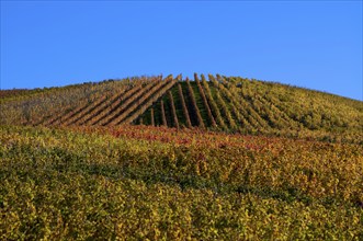 vineyard, vines, grapevines, winegrowing, autumn colouring, autumn, graphic, Strümpfelbach,