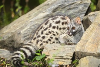 Common genet (Genetta genetta), wildlife in a forest, Montseny National Park, Catalonia, Spain,