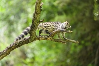 Common genet (Genetta genetta), climbing on a tree wildlife in a forest, Montseny National Park,