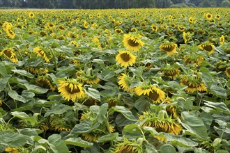 Flowering sunflowers (Helianthus annuus), sunflower field, North Rhine-Westphalia, Germany, Europe