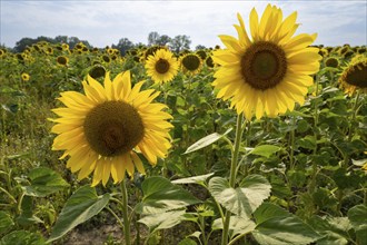 Flowering sunflowers (Helianthus annuus), sunflower field, North Rhine-Westphalia, Germany, Europe