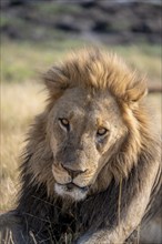 Lion (Panthera leo), animal portrait, adult male, lying in dry grass, Khwai, Okavango Delta, Moremi