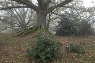 English oak (Quercus robur) and holly (Ilex aquifolius) in the fog, Emsland, Lower Saxony, Germany,