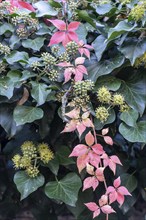 Wild Vine (Parthenocissus quinquefolia) in autumn leaves in front of ivy (Hedera helix), Speyer,