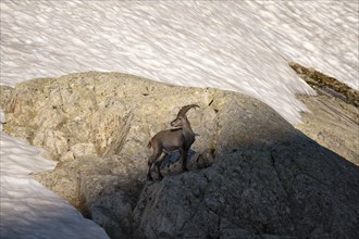 Alpine ibex (Capra ibex), on a rock, in the morning light, Mont Blanc massif, Chamonix, France,