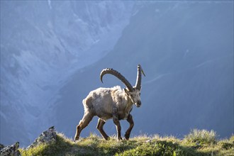 Alpine ibex (Capra ibex), adult male, in the morning light, Mont Blanc massif, Chamonix, France,