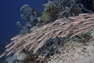 A school of Striped eel catfish (Plotosus lineatus) swimming over a coral reef in blue water, dive