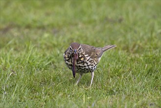 Song thrush (Turdus philomelos) eating earthworm on lawn in garden, Germany, Europe