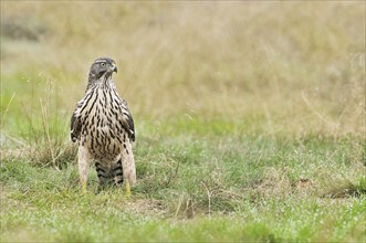 Juvenile Northern Goshawk (Accipiter gentilis) in meadow