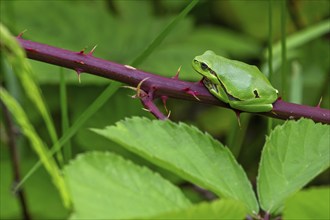 European tree frog (Hyla arborea, Rana arborea) sunning on prickly stem of bramble bush in spring,