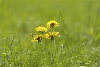 Dandelion Flower on the Green Field with Grass and a Flying Bee in a Sunny Day in Locarno, Ticino,