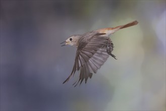 Common redstart (Phoenicurus phoenicurus), female in flight, North Rhine-Westphalia, Germany,