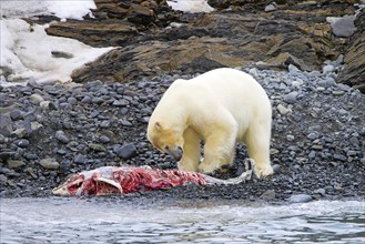 Solitary polar bear (Ursus maritimus) eating from beached dolphin carcass along the Svalbard coast