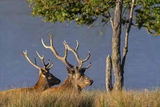 Two red deer (Cervus elaphus) stags with big antlers resting in grassland on lake shore during the