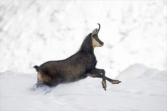 Alpine chamois (Rupicapra rupicapra) female in dark winter coat running up snow covered mountain