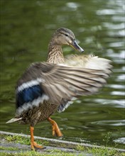 Nature, animal, bird, duck, mallard, female mallard, Anas platyrhynchos