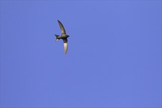 Common swift (Apus apus) in flight against blue sky